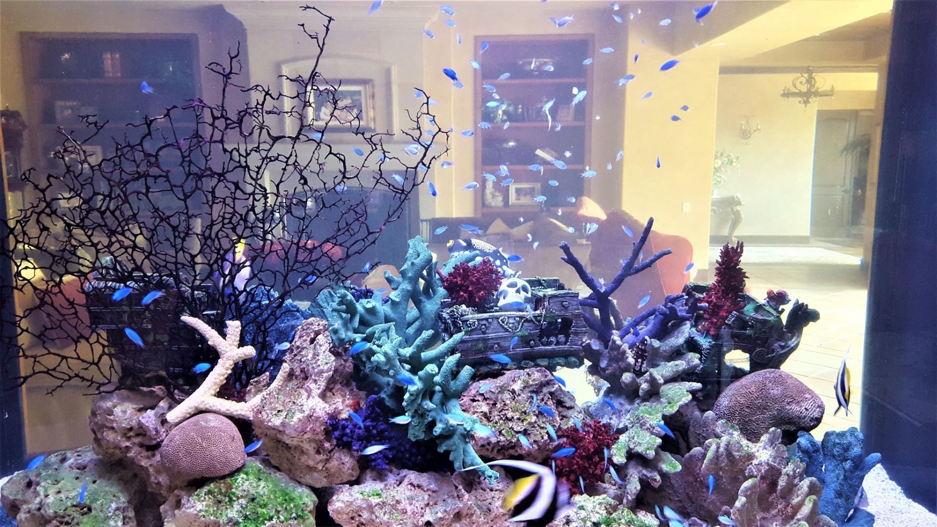 300 New Fish — Carlsbad, CA — Aquaman Aquarium Services