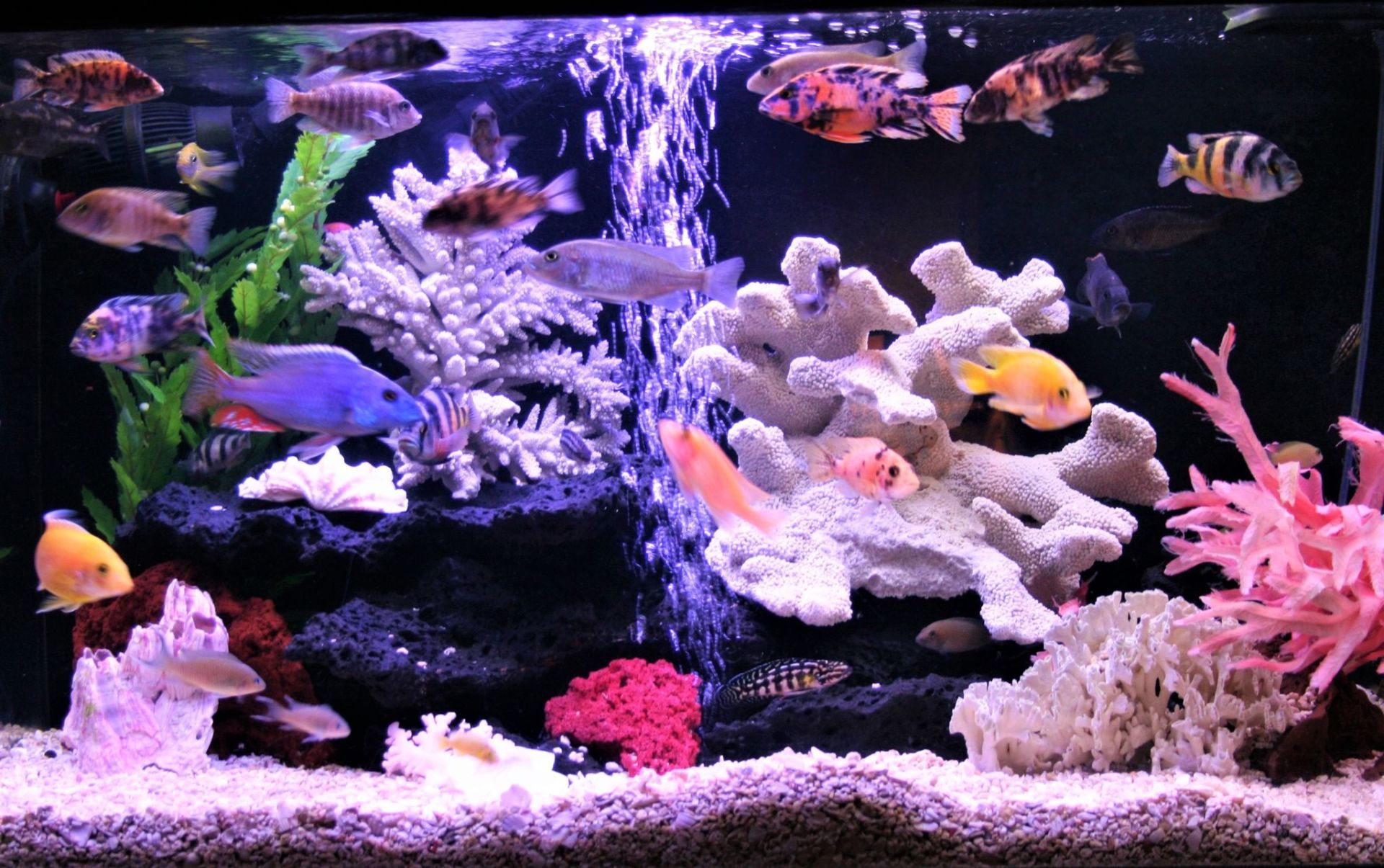 45 Gallon African Cichlids — Carlsbad, CA — Aquaman Aquarium Services
