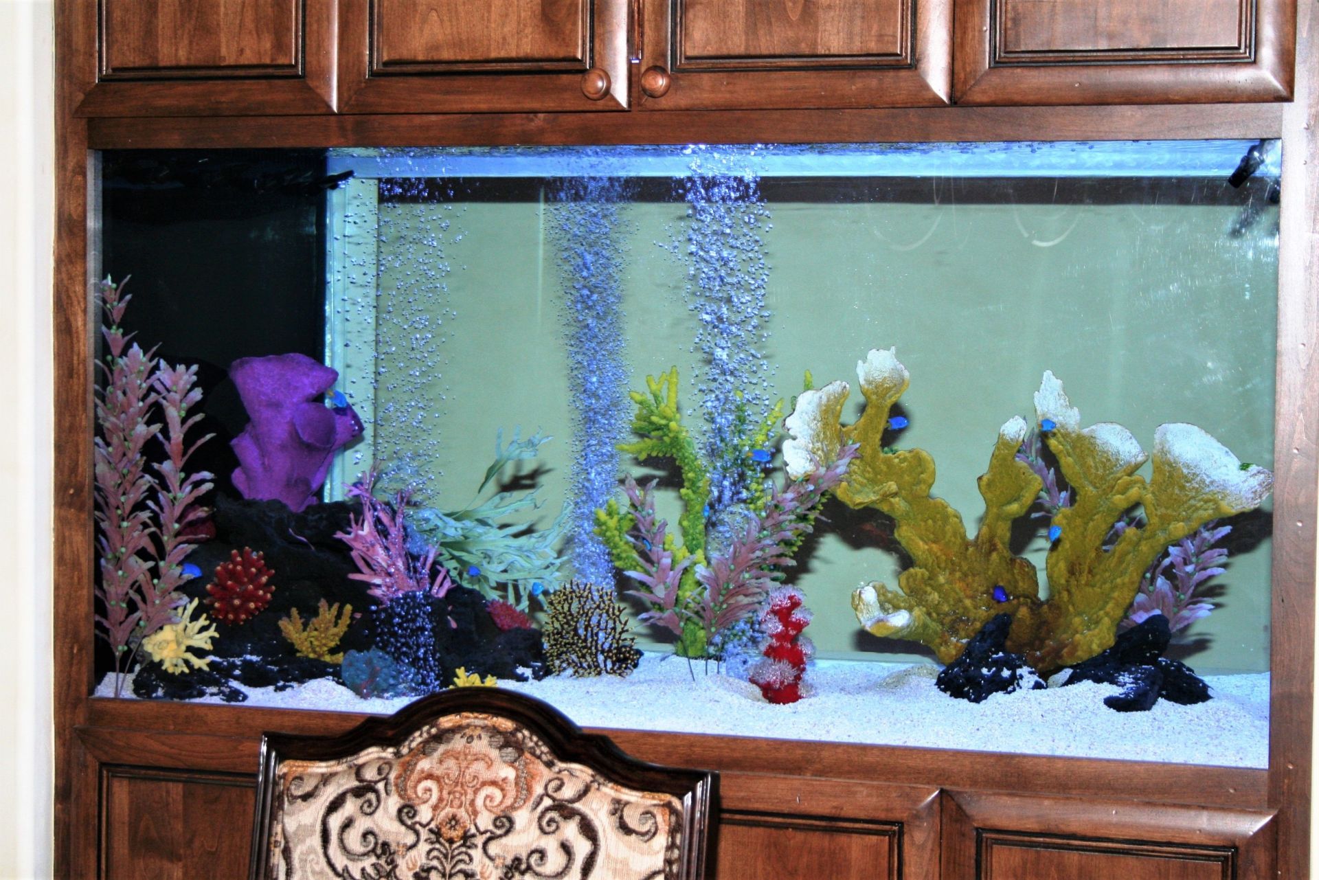 360 Gallon Saltwater Thru-Wall Custom (close) — Carlsbad, CA — Aquaman Aquarium Services