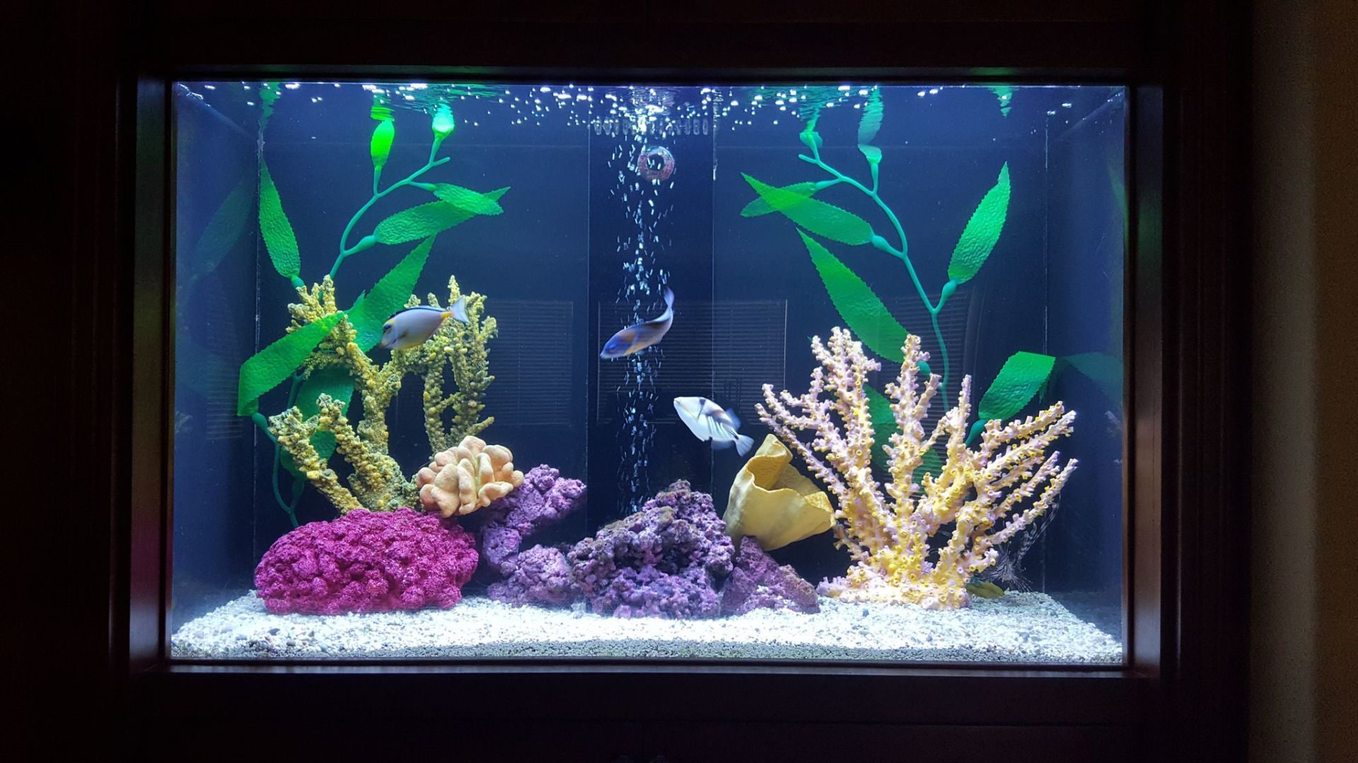Dual 100 Gallon In-Wall with Fireplace (2) — Carlsbad, CA — Aquaman Aquarium Services