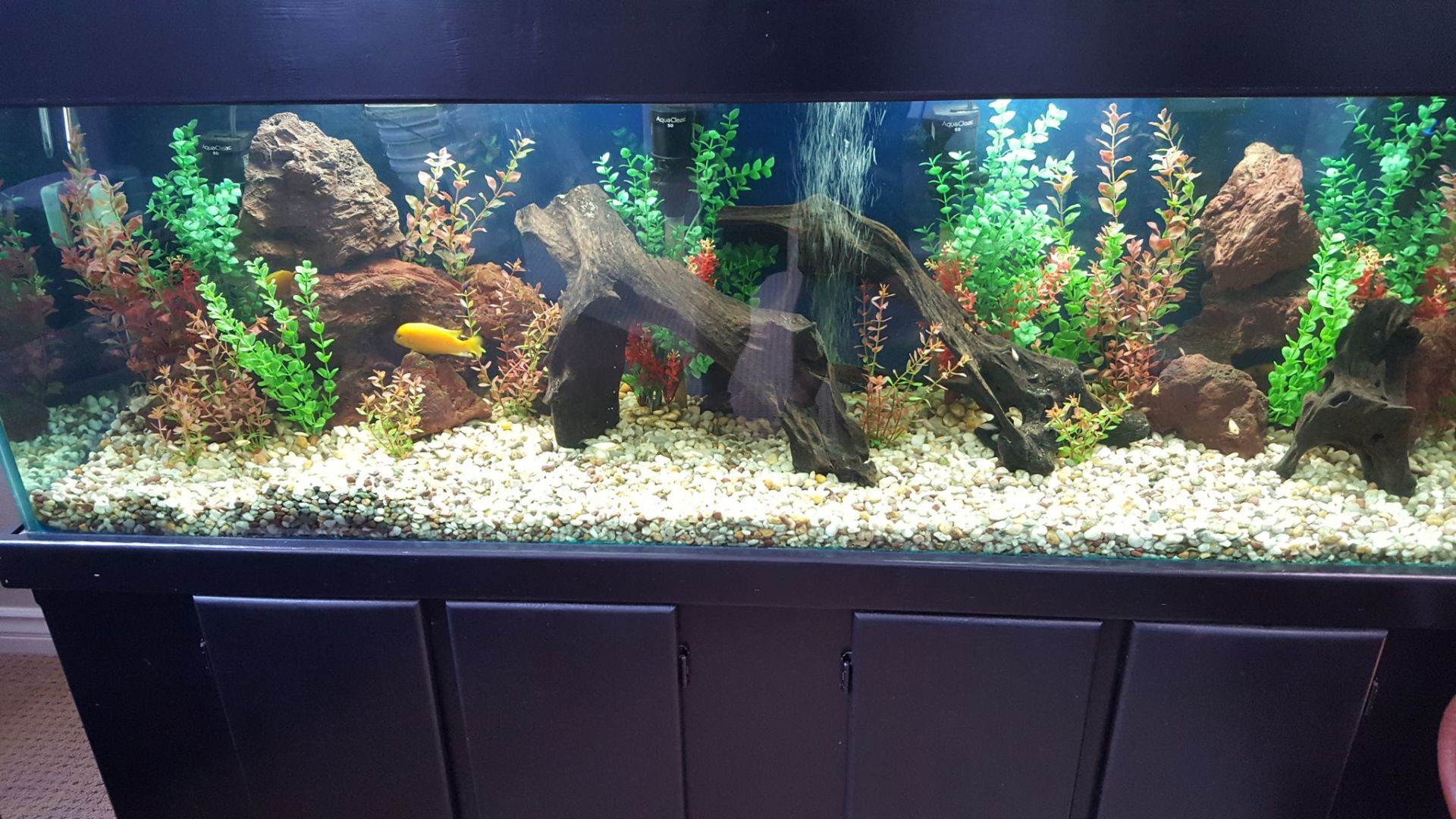 125 Gallon Freshwater — Carlsbad, CA — Aquaman Aquarium Services