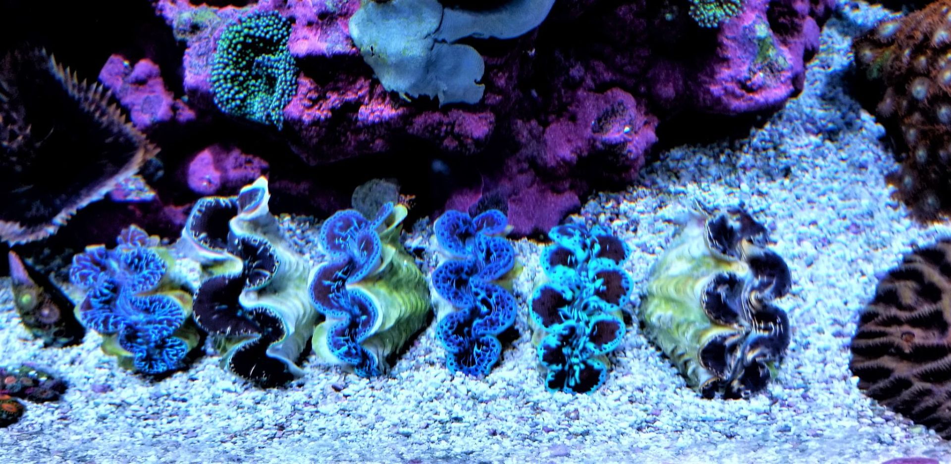 Live Maxima Clams — Carlsbad, CA — Aquaman Aquarium Services