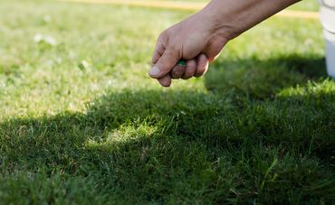 Handful of grass seeds being scattered onto a green lawn.