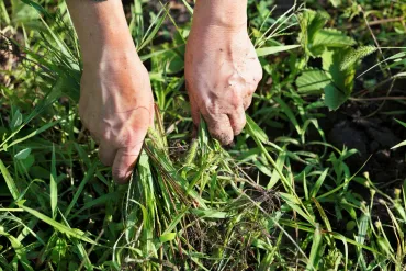 Man spraying lawn with green pesticide bottle in sunny backyard.