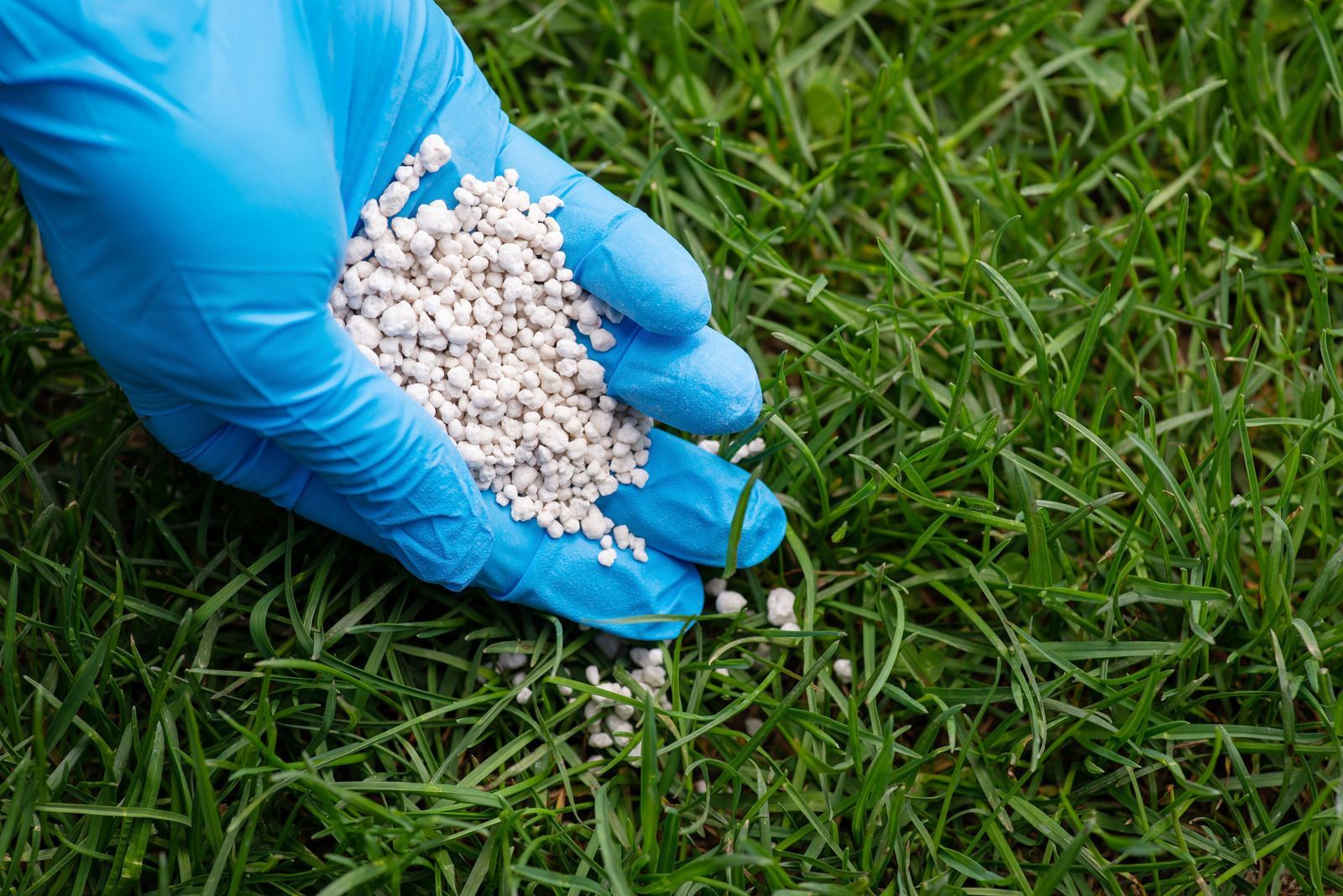 Hand in a blue glove dispersing fertilizer granules on green grass.