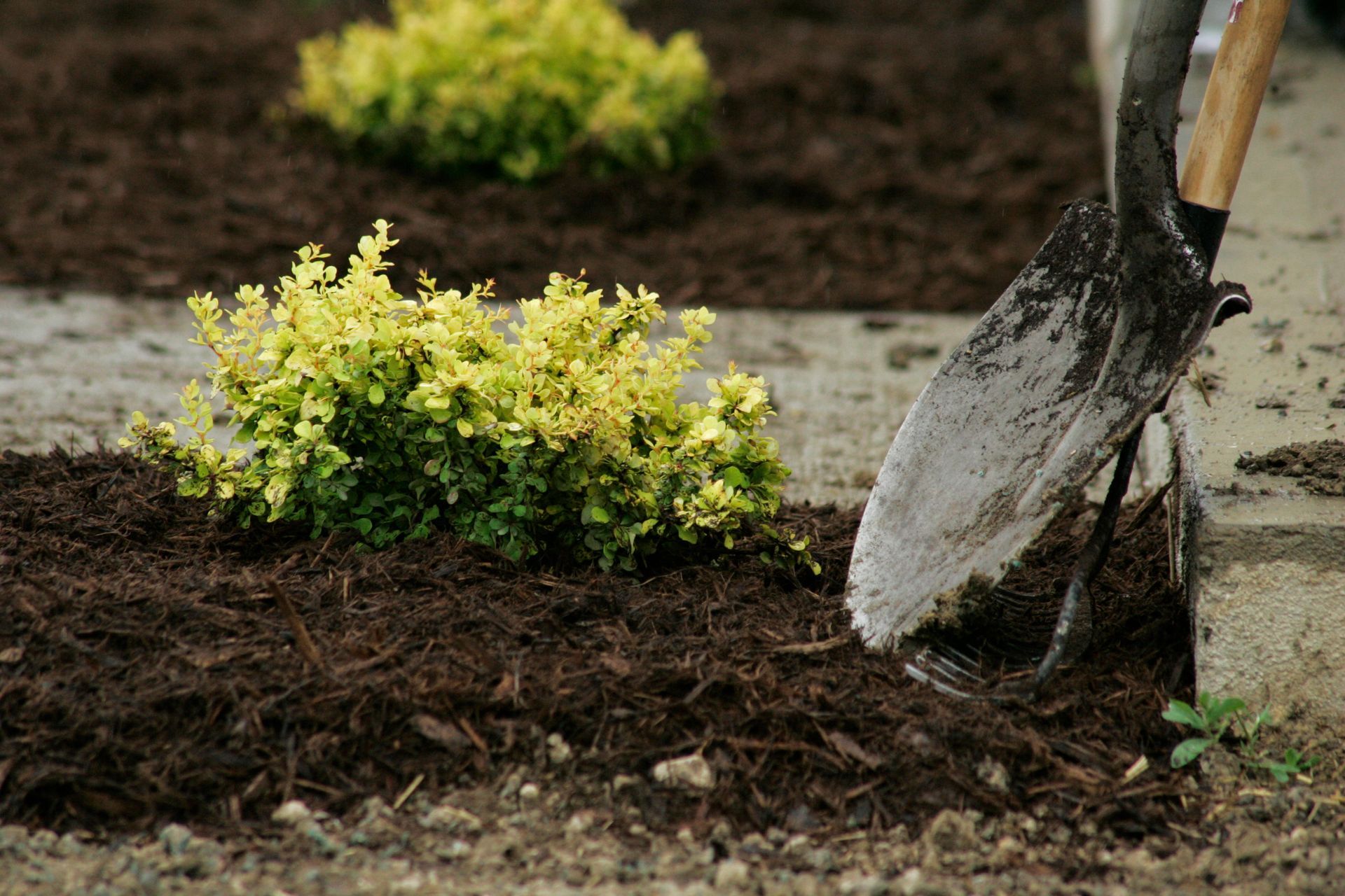 Mulching plants with a shovel in a garden bed.