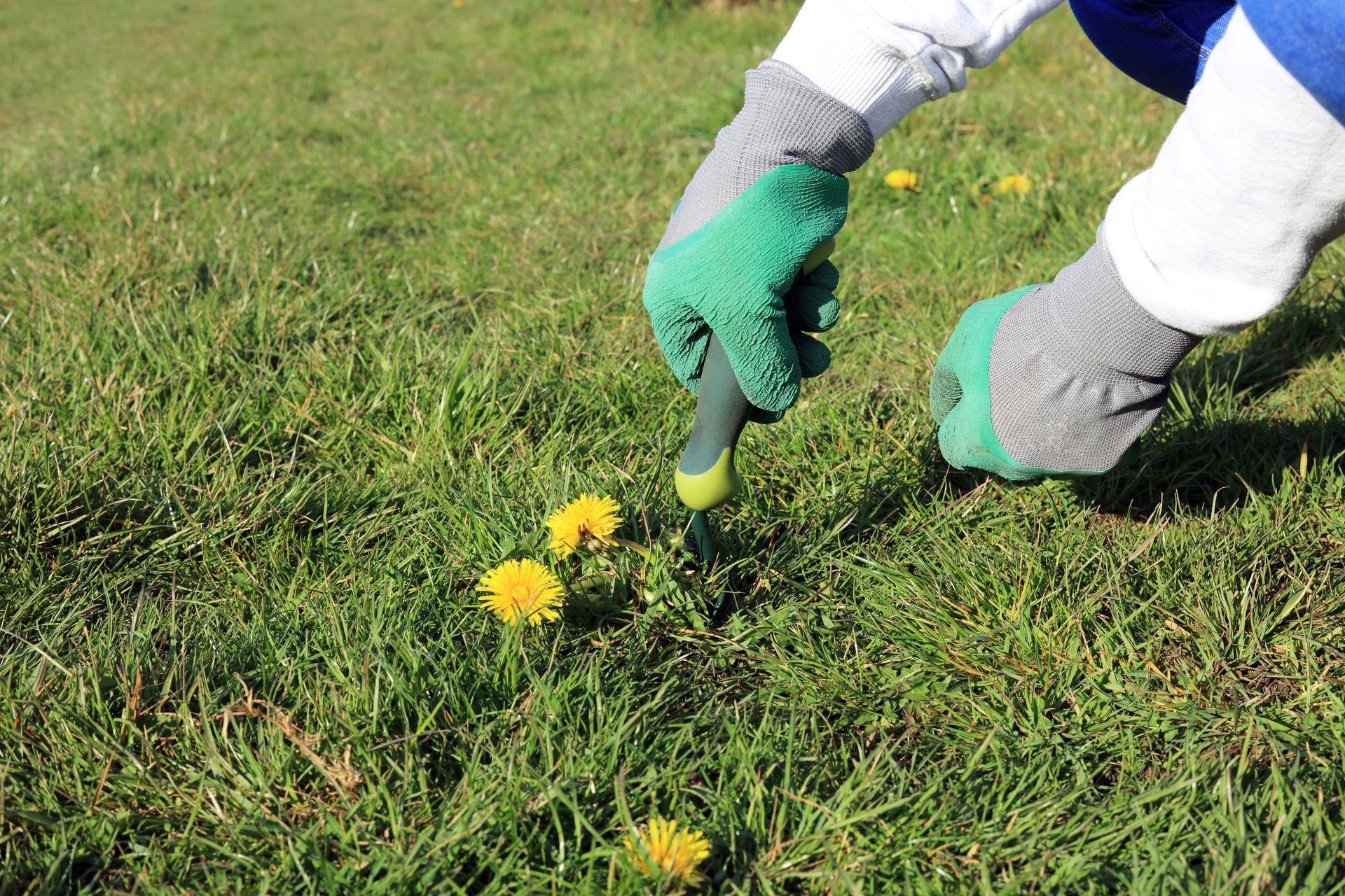 A gardener in gloves carefully digging up a dandelion weed from a lush green lawn with a trowel.