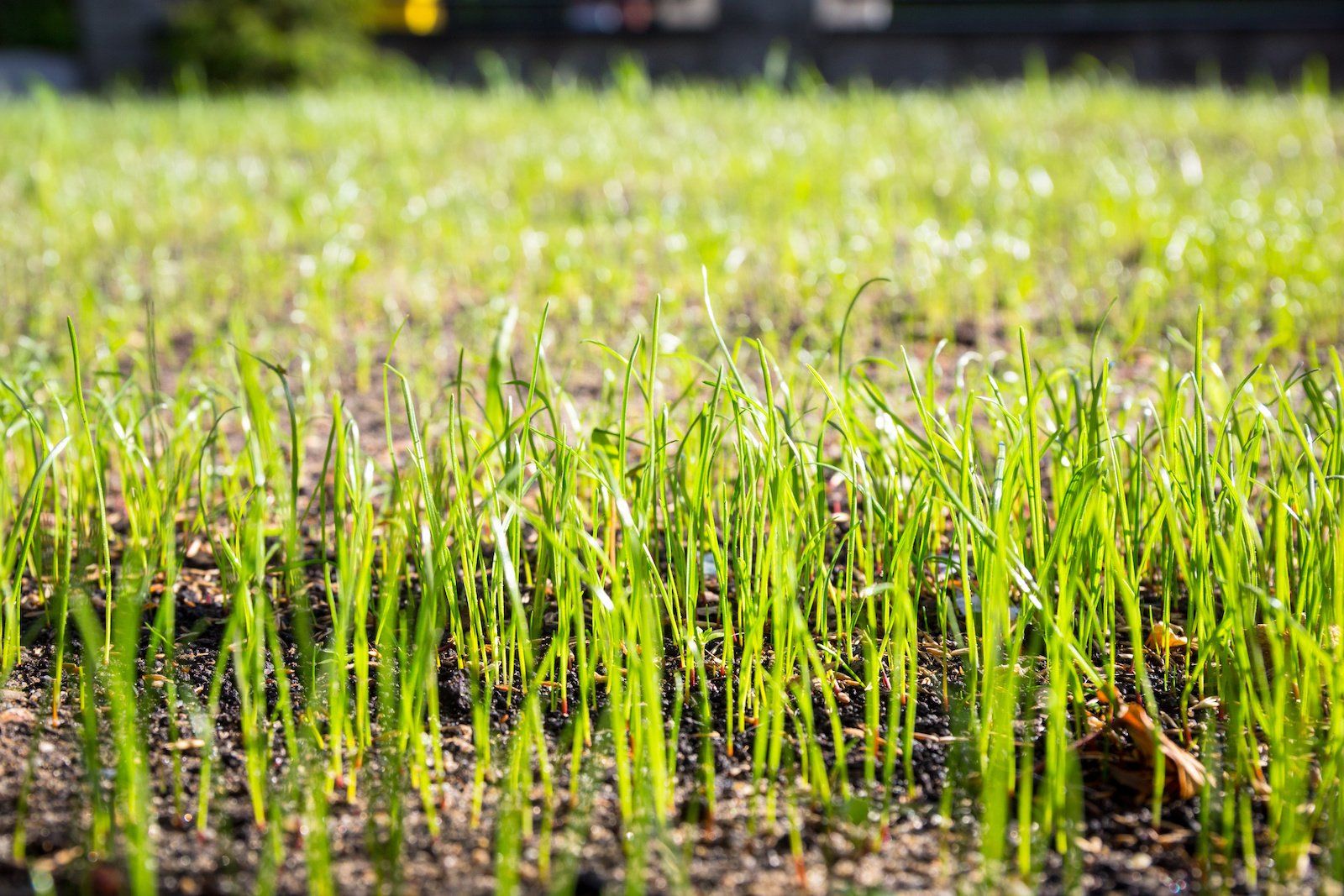 Tiny grass seeds sprouting and taking root in the fertile garden soil.