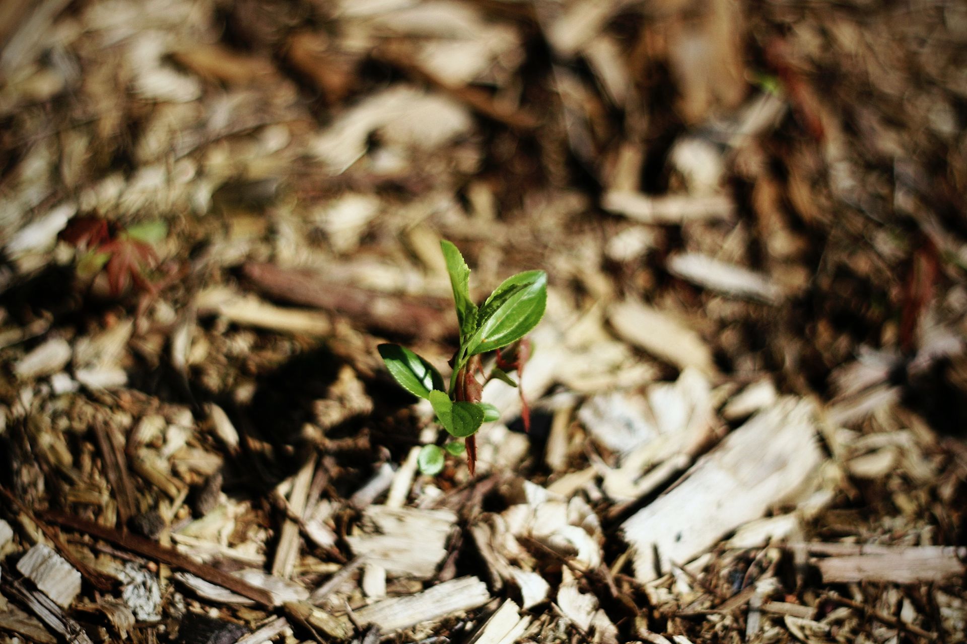 Small green plant sprouts emerging from rich mulch-covered ground.