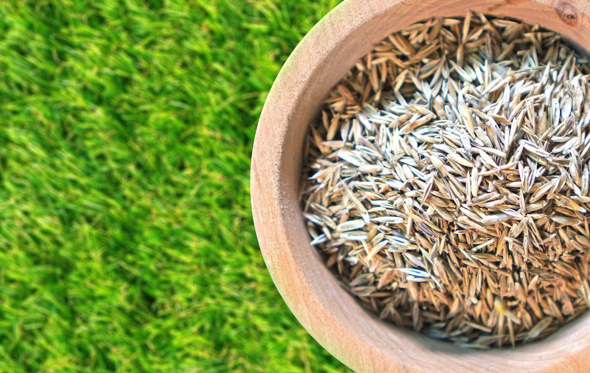 Wooden container filled with lush green lawn grass seeds.