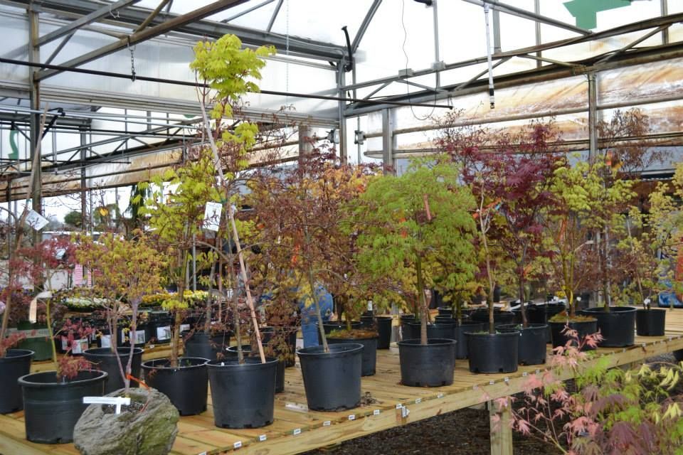 Potted Plants In The Table – Fairfield, OH – Lakeview Garden Center & Landscaping