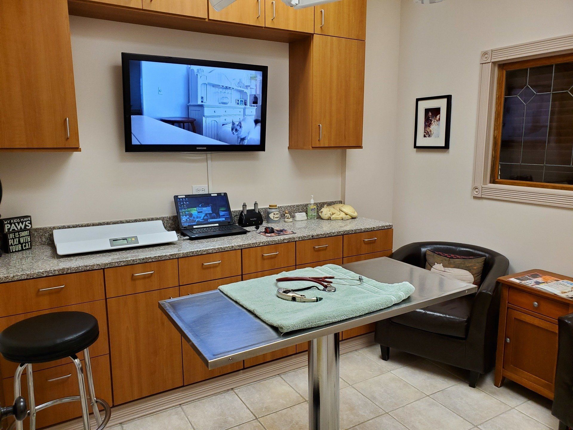 Cat Clinic — The Examination Room with a Black and White Cat in Libertyville, IL