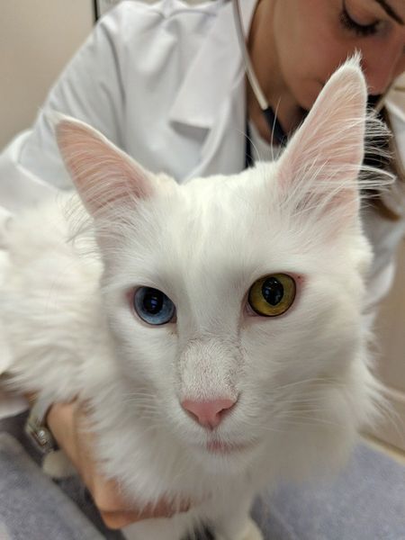Feline Checkup — Odd-Eyed Cat in Libertyville, IL