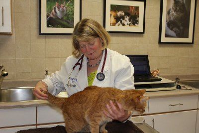 Michelle Miller — Dr. Miller Holding a Cat in Libertyville, IL
