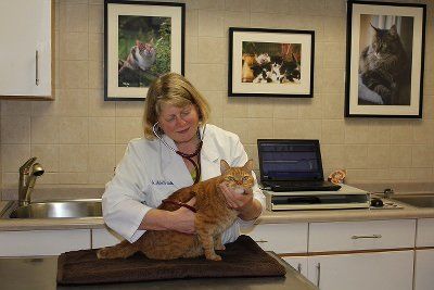Dr. Miller — Dr. Miller Checking a Cat in Libertyville, IL