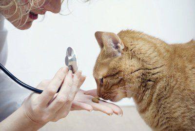 Friendly Vet — A Veterinarian Feeding a Cat in Libertyville, IL