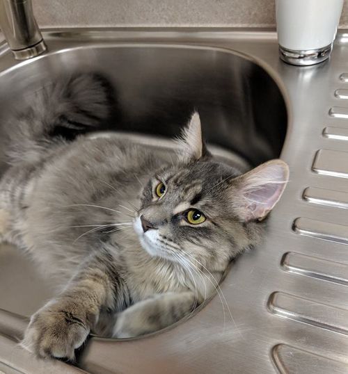 Routine Cat Checkup — A Cat Playing in the Sink in Libertyville, IL