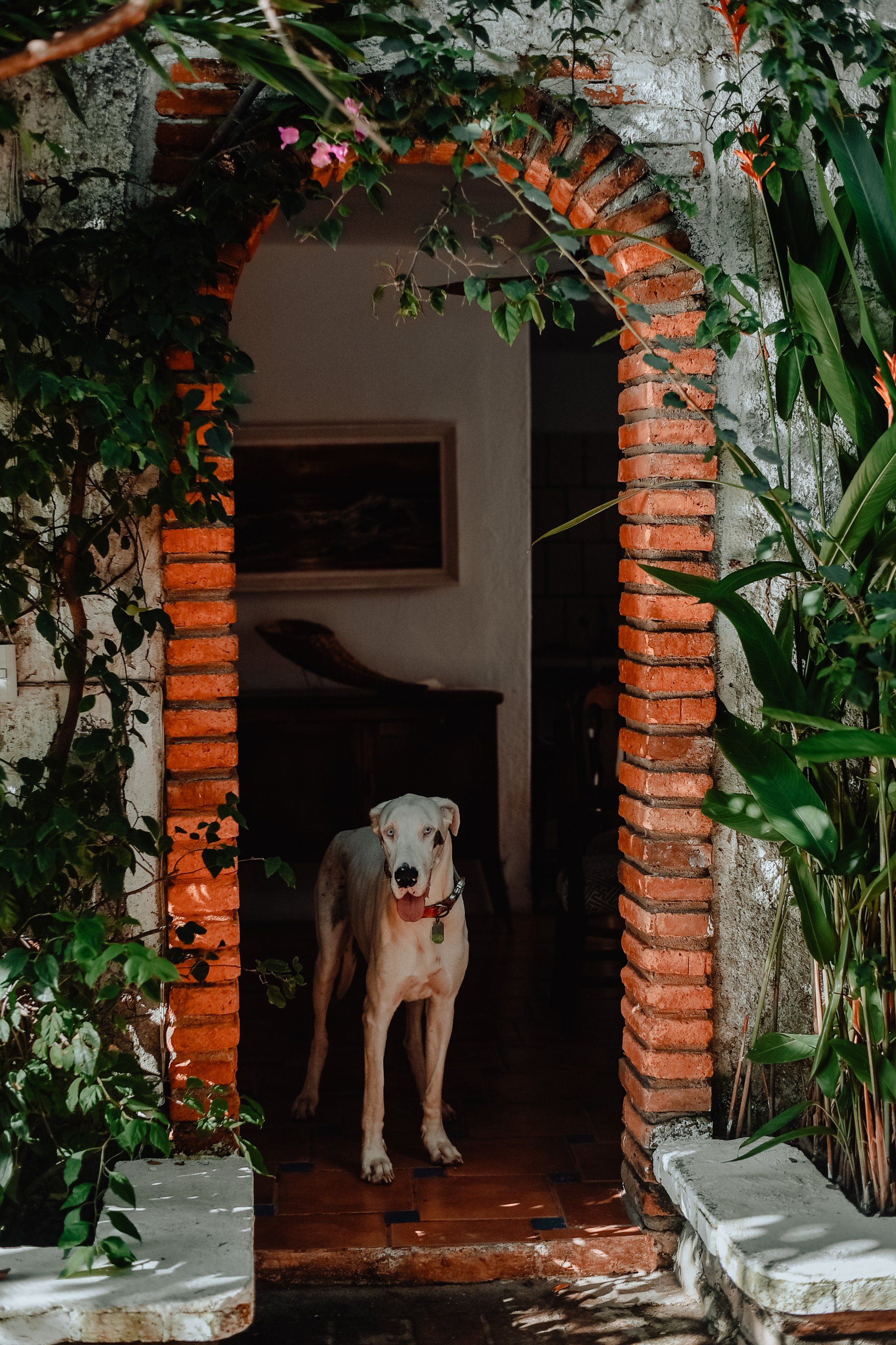 A dog is standing in the doorway of a building.