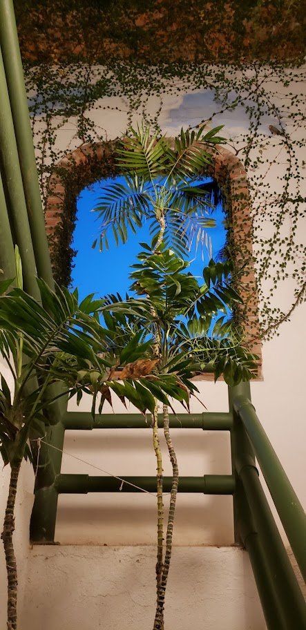 A tree is growing out of a window next to a staircase.