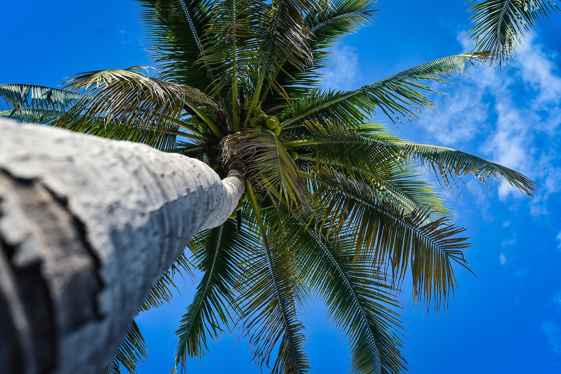 Looking up at a palm tree against a blue sky
