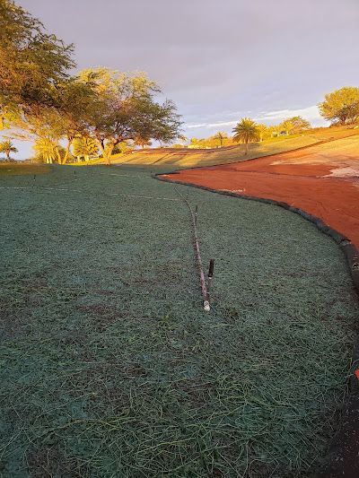 A field of green grass with trees in the background.