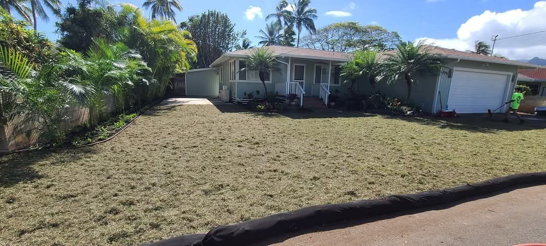 fresh lawn with new palm trees installed by