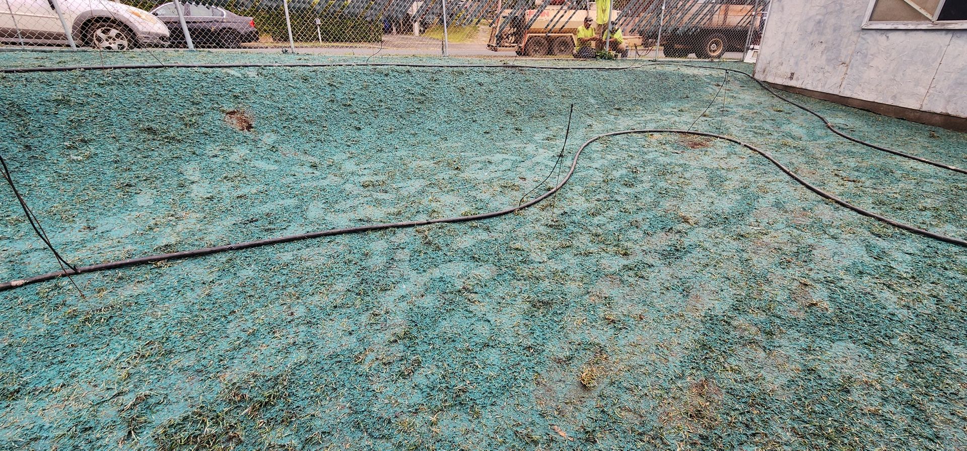 backyard covered in hydro seed
