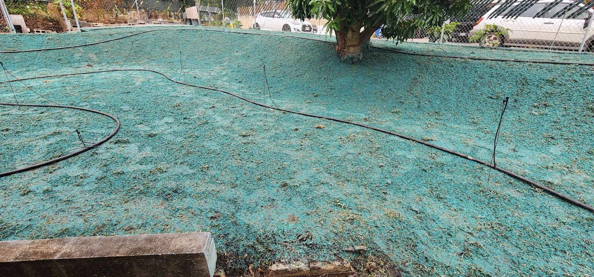 hydroseeding spead onto dying lawn