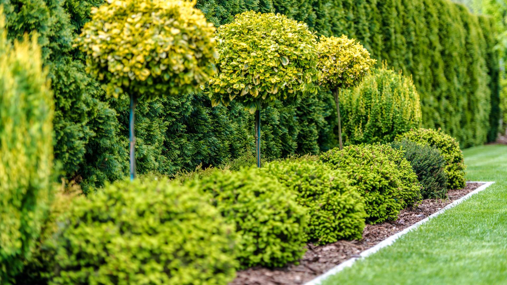 Neatly trimmed green shrubs and small trees lining a garden path with a manicured lawn