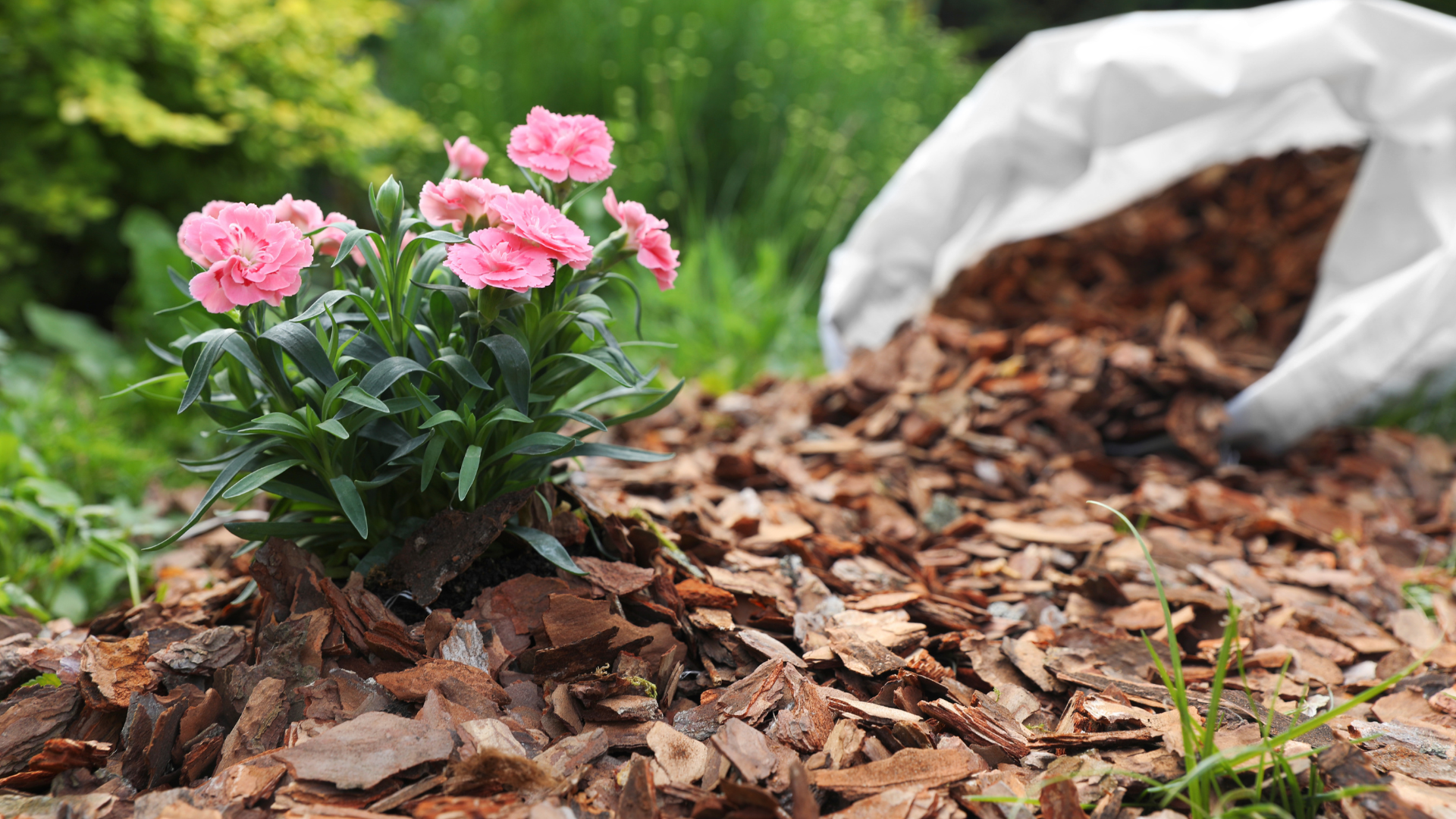 Pink flowers blooming beside a mound of bark mulch with a white bag in the background