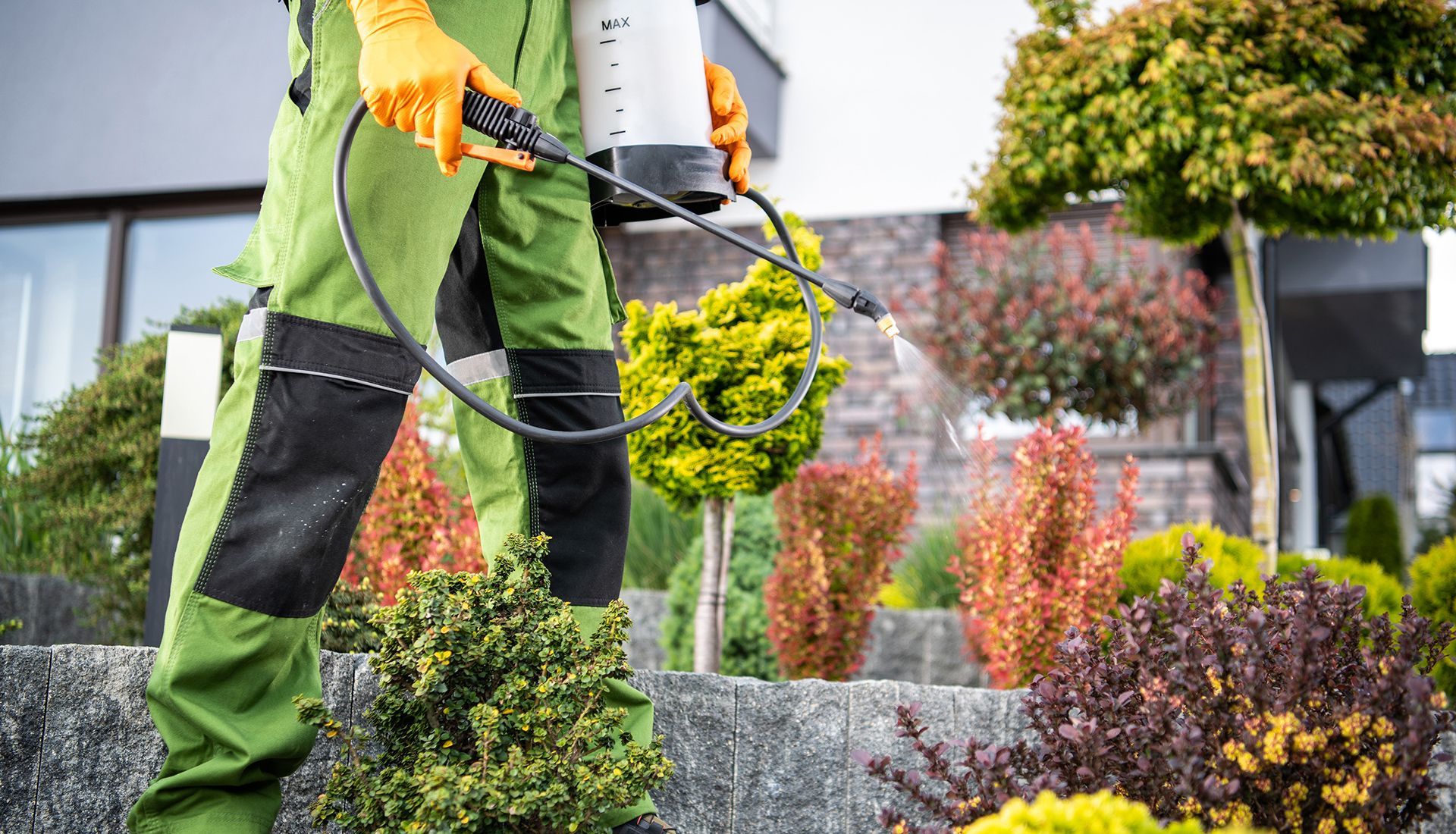 Gardener in green jumpsuit sprays shrubs with pesticide in front yard.