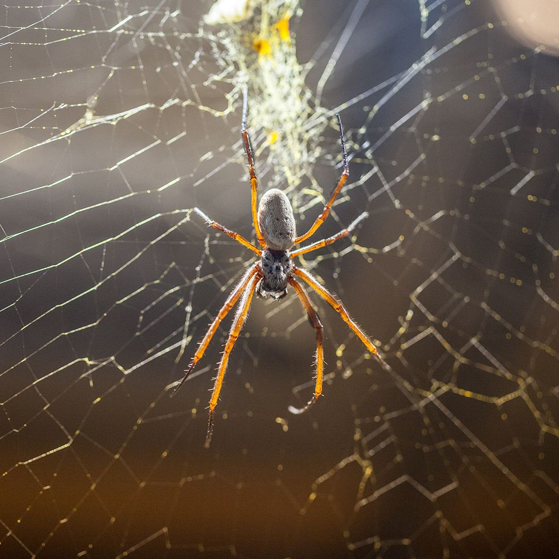 Spider in a web, with a brown body and long, orange-yellow legs, set against a blurred background.