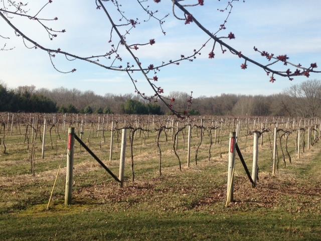 Vineyard in the Spring with winter pruning complete, now the season begins