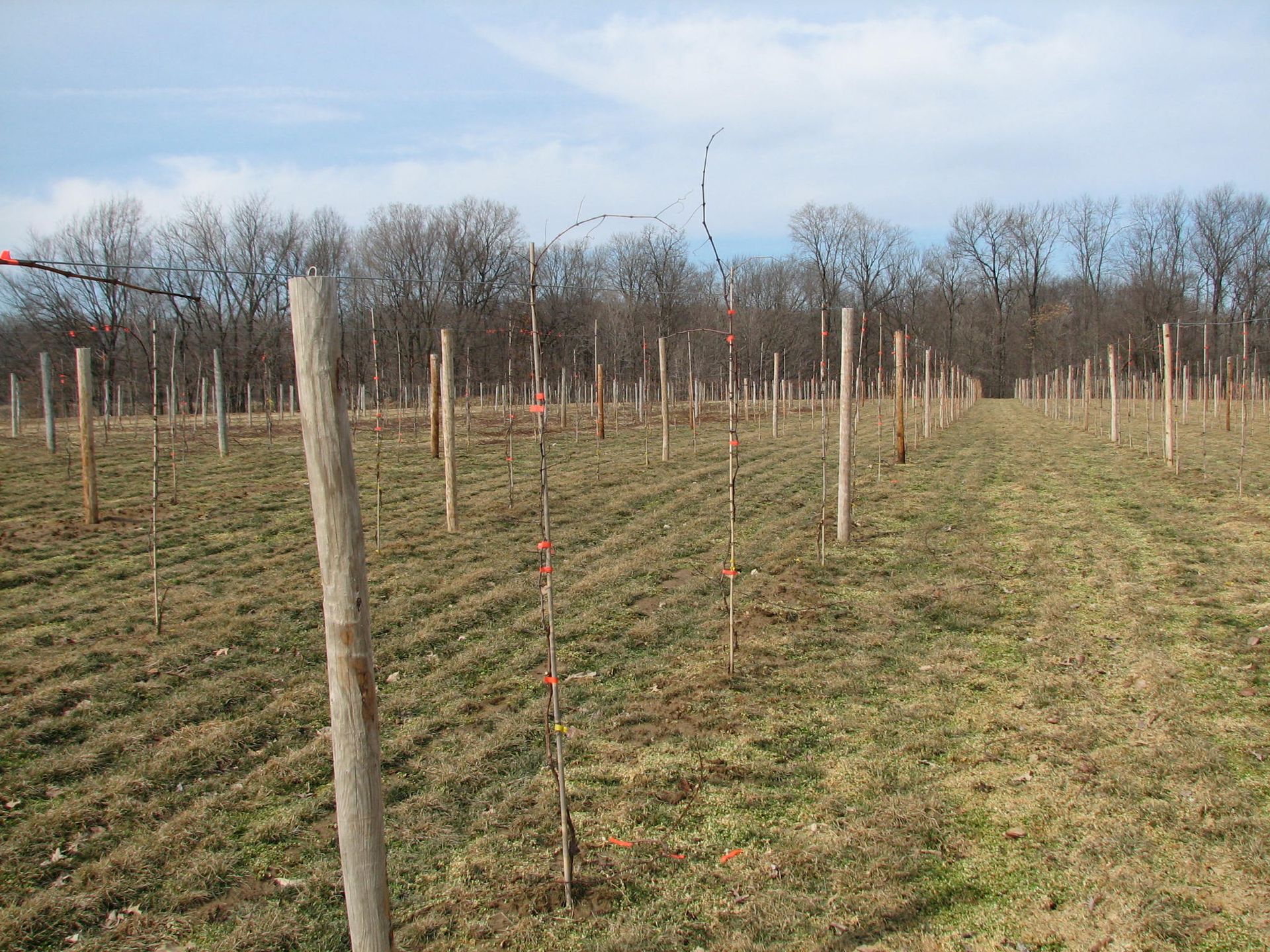 The early days of the vineyard circa 2007