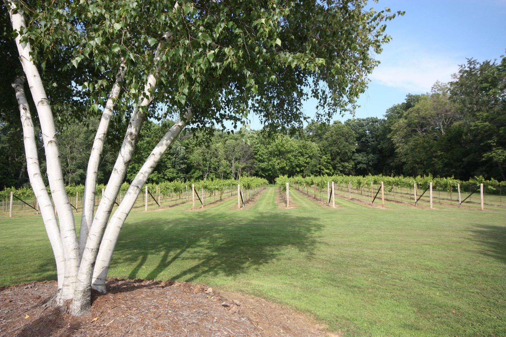Once a backyard where our kids played is now where the Vignoles flourish