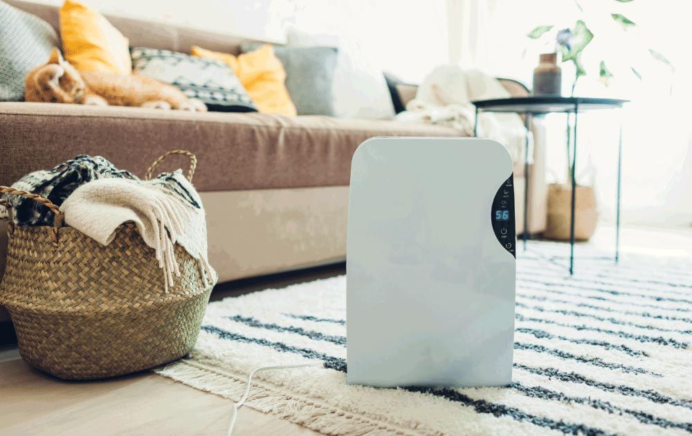 Mold Remediation Companies Near Me