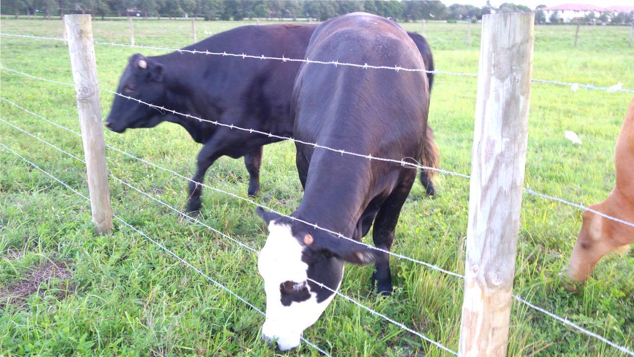 Livestock Fencing