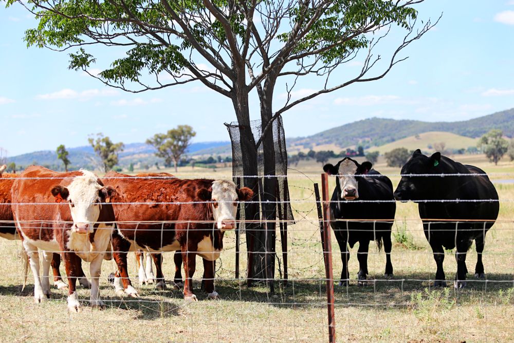 protected cattle quikfence 640w