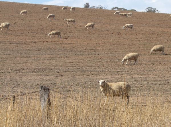 sheep on a farm in outback australia