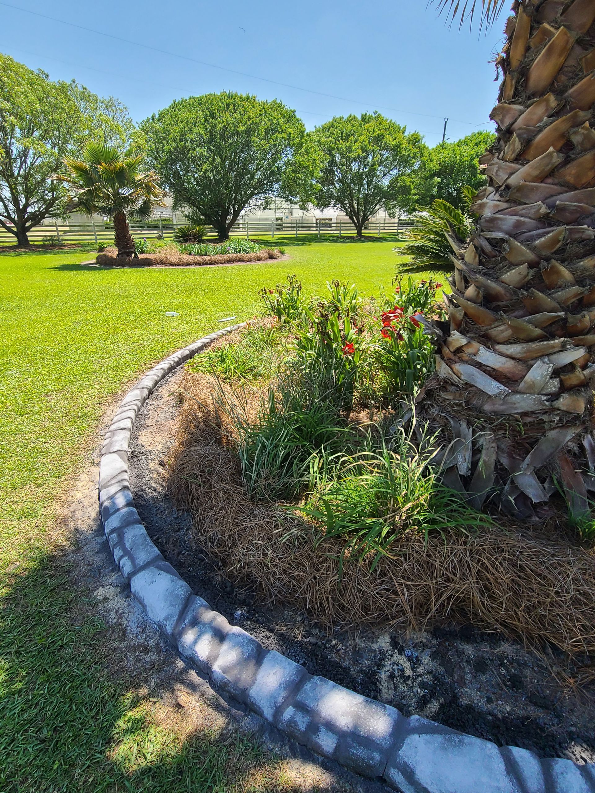 A palm tree in a garden with a concrete curb around it.