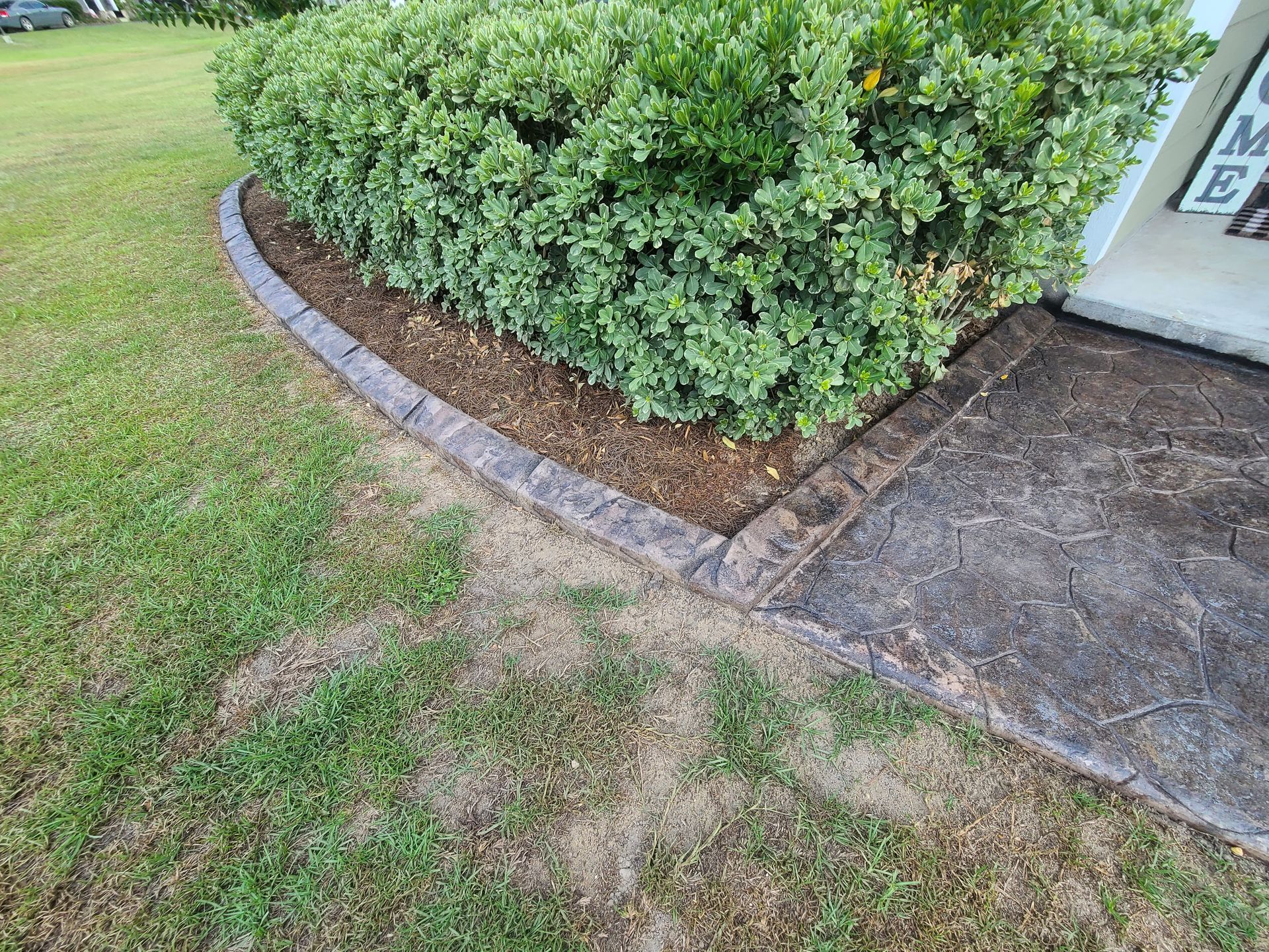 There is a bush in the middle of the lawn next to a sidewalk.