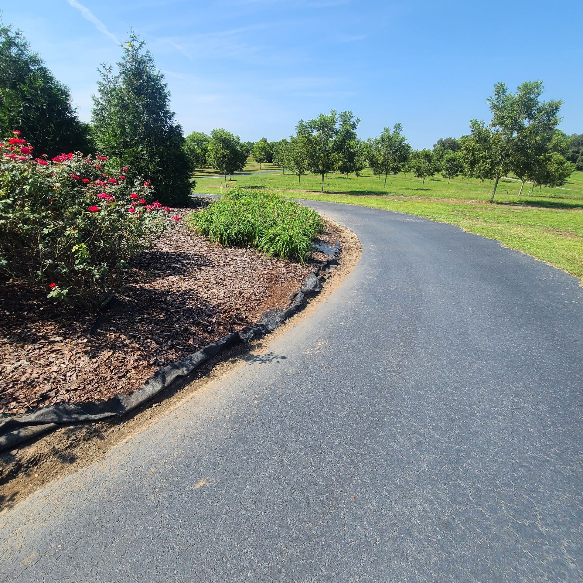 A road going through a park with trees on both sides