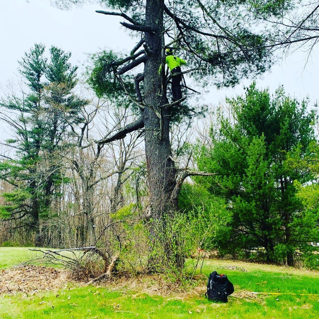 Trimming Tree Branchers — Ware, MA — LaBier Brothers Tree Experts