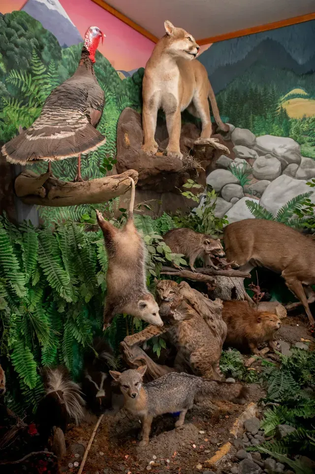 Display of Stuffed Animals and Birds in A Museum