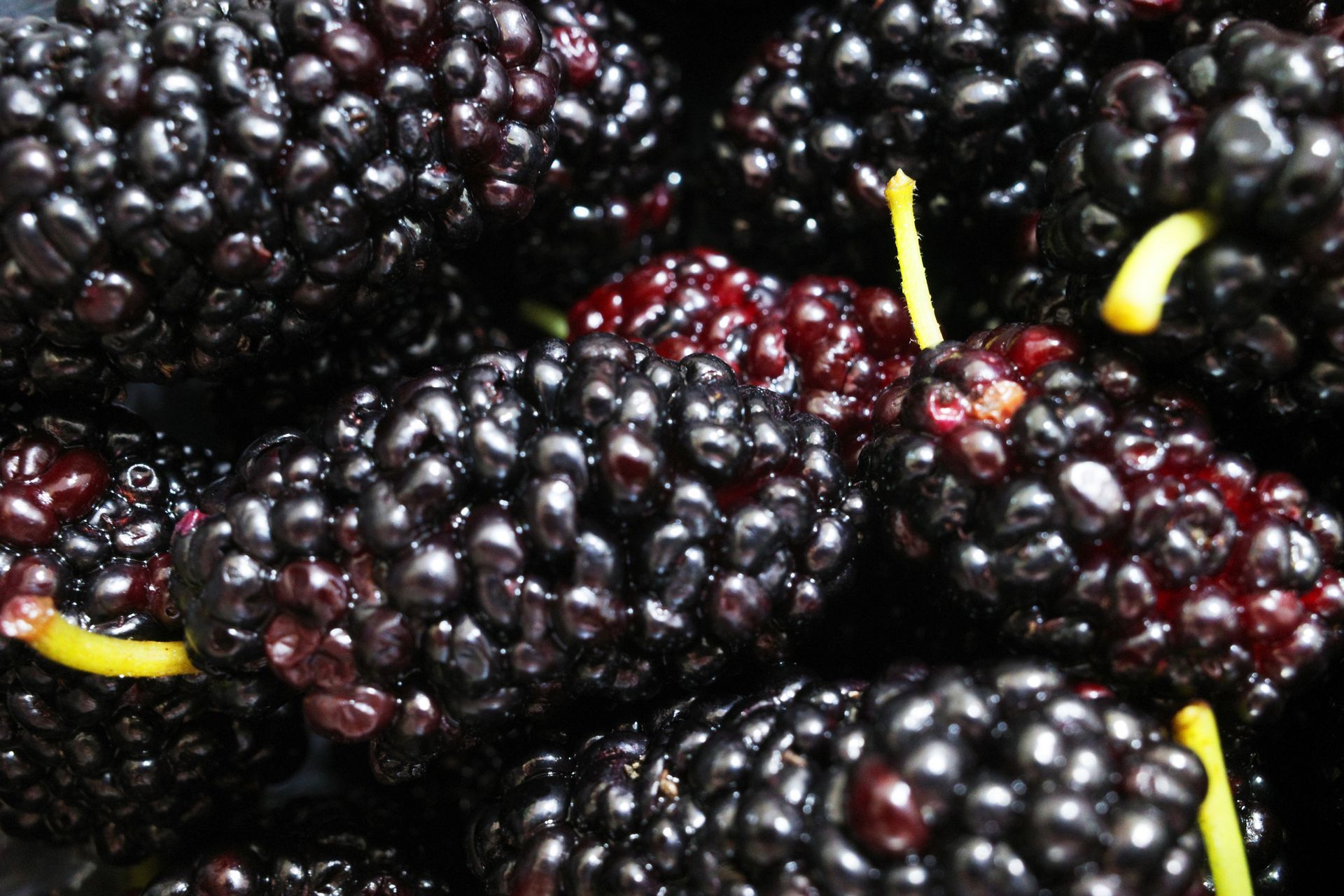 Un primo piano di un mucchio di more mature di colore viola scuro, alcune con ancora attaccati piccoli piccioli verde brillante.