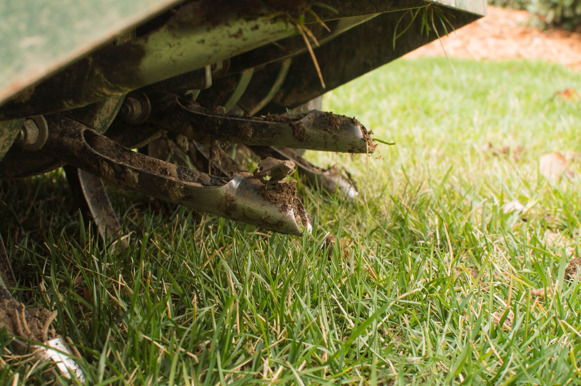 Close-up of a lawn aerator's tines penetrating green grass on a lawn.