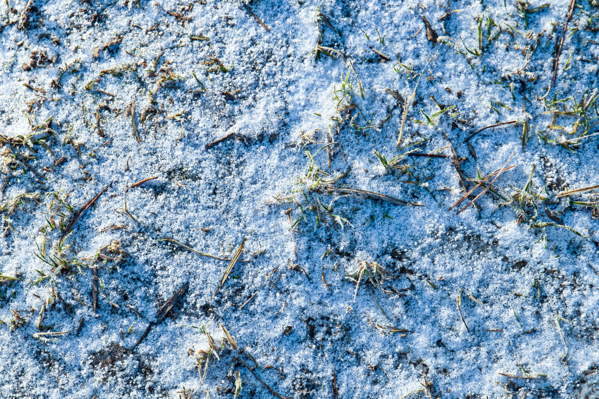 Snow-covered ground with patches of grass and small twigs visible.