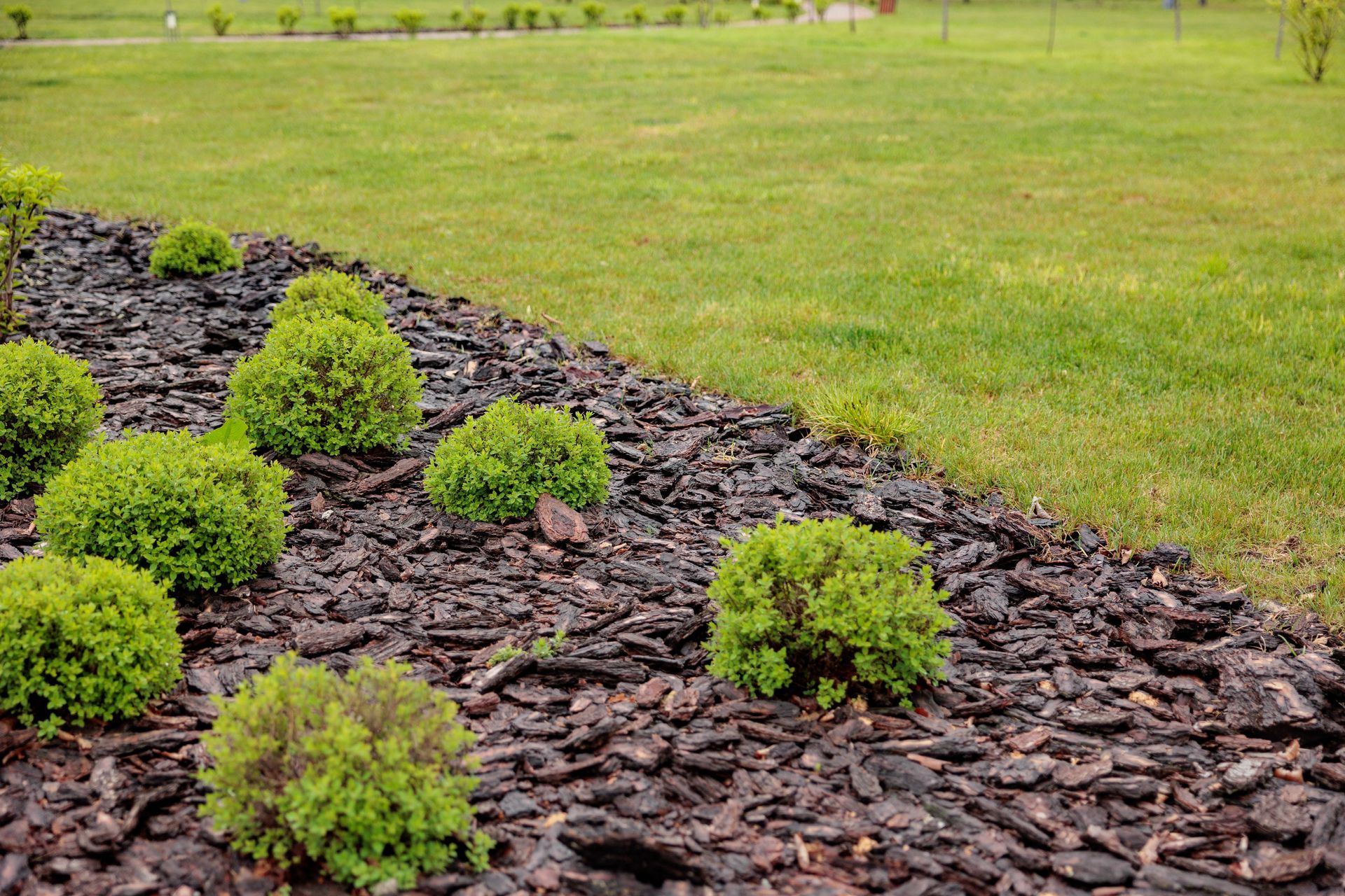 Green lawn bordering dark mulch with several rounded green bushes.