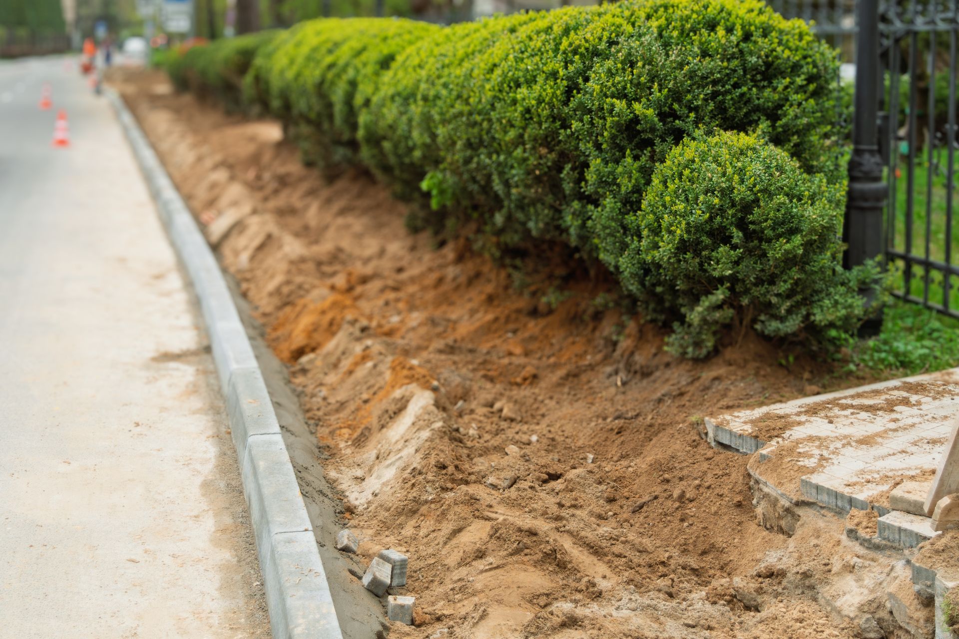 A row of green bushes along a sidewalk with freshly turned earth and a concrete curb.