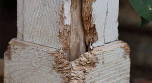 dry rot solutions